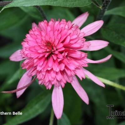 Echinacea purpurea 'Southern Belle' - 