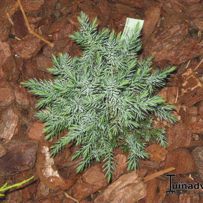 Juniperus chinensis 'Stricta' - Juniperus chinensis 'Stricta'