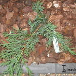 Juniperus sabina 'Rockery Gem' - 