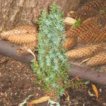 Juniperus communis 'Sentinel' - 