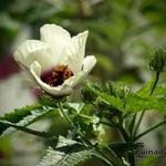 Hibiscus cannabinus - Kénaf
