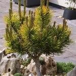 Pinus mugo 'Carsten' - Pinus mugo 'Carsten' - 