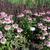 Echinacea purpurea 'Pink Sorbet'