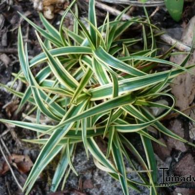 Carex firma 'Variegata' - 