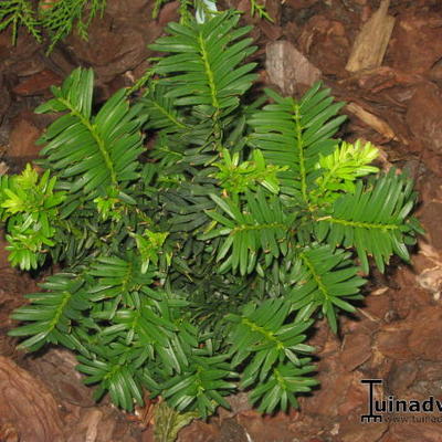 Taxus cuspidata var. nana - 