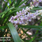 Liriope graminifolia - 