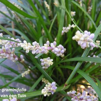 Liriope graminifolia