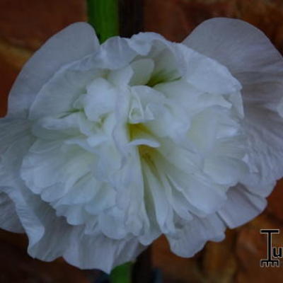 Alcea rosea 'Chater's Double White'