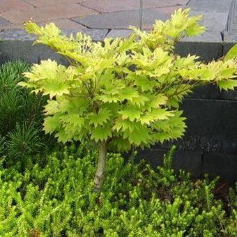 Acer shirasawanum 'Aureum'