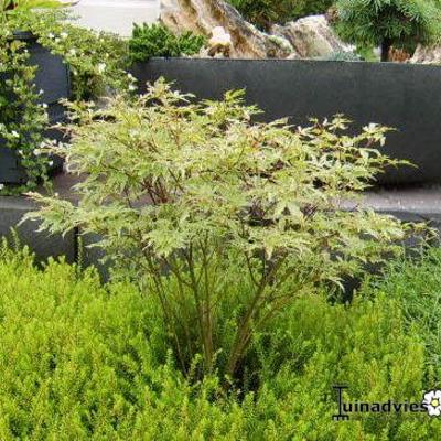 Acer palmatum 'Butterfly' - 