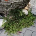 Juniperus communis 'Green Carpet' - 