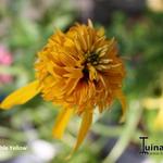 Echinacea 'Double Yellow' - Echinacea 'Double Yellow' - 