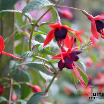 Fuchsia 'Lady Boothby' - 