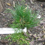 Pinus cembra - Pinus cembra - Zirbelkiefer
