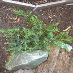Juniperus conferta 'Schlager' - 
