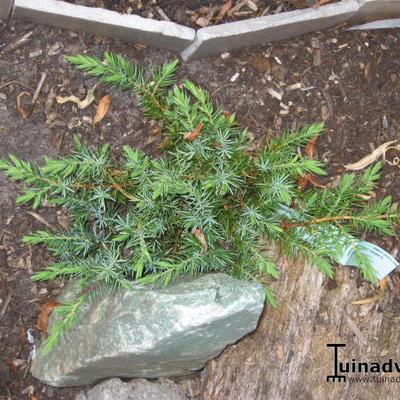 Juniperus conferta 'Schlager' - 