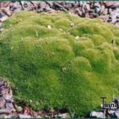 Scleranthus uniflorus - 