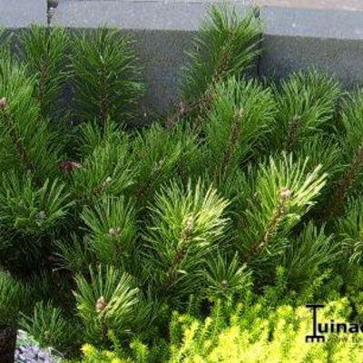 Pinus mugo var. pumilio - Pinus mugo