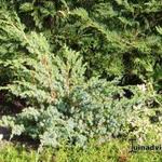 Juniperus chinensis ‘Blue Alps’ - 