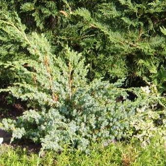 Juniperus chinensis ‘Blue Alps’
