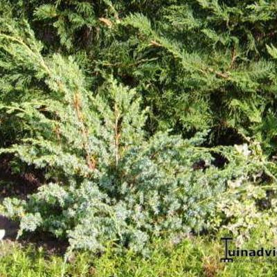 Juniperus chinensis ‘Blue Alps’ - Juniperus chinensis ‘Blue Alps’