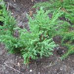 Juniperus horizontalis 'Andorra Compact' - 