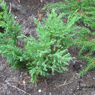 Juniperus horizontalis 'Andorra Compact' - Juniperus horizontalis 'Andorra Compact'
