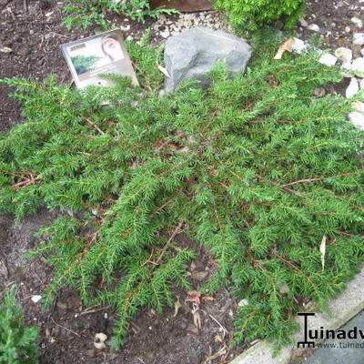 Juniperus communis 'Green Carpet' - Juniperus communis 'Green Carpet'