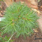 Pinus strobus 'Ontario' - 