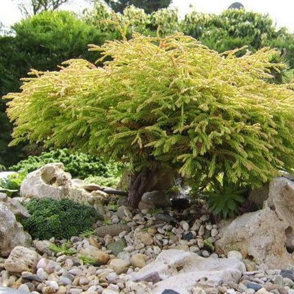 Thuja occidentalis Golden Tuffet - Nadelbaum / Konifere - Pflanzen kaufen  online | Matelma.com
