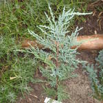 Juniperus scopulorum 'Skyrocket'  - 