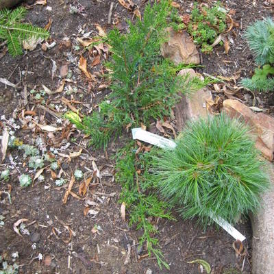 Juniperus x pfitzeriana 'Mint Julep' - Juniperus x pfitzeriana 'Mint Julep'