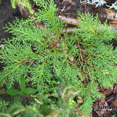 Sibirischer Zwerg-Lebensbaum - Microbiota decussata