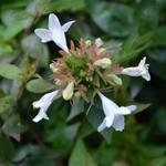 Abelia x grandiflora 'Sherwood' - 