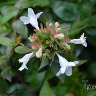 Abelia x grandiflora 'Sherwood' - Abelia x grandiflora 'Sherwood'