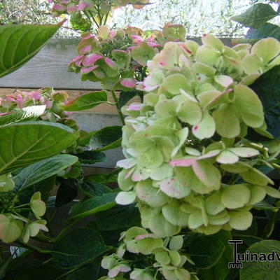 Hydrangea macrophylla 'Teller White' - Hydrangea macrophylla 'Teller White'