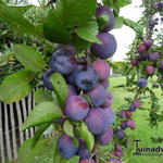 Prunus domestica 'Bleue de Belgique' - 