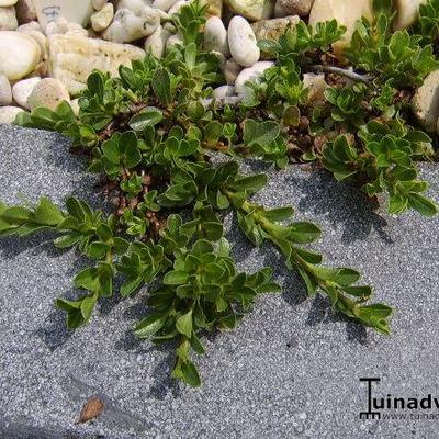 Salix serpyllifolia - 