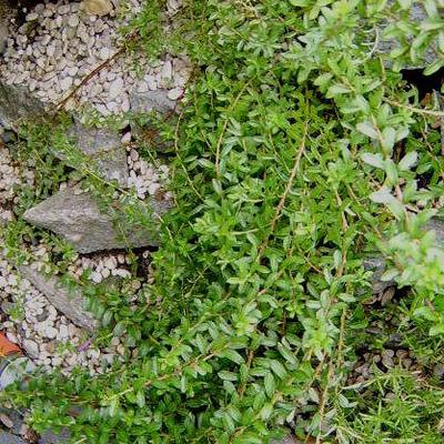 Salix lindleyana - 