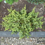 Juniperus squamata 'Dream Joy' - 