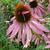 Echinacea purpurea 'Double Decker'