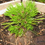 Pinus heldreichii 'Schmidtii' - 