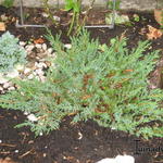 Juniperus horizontalis 'Hughes' - 