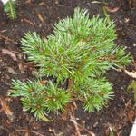 Pinus aristata - Pin aristé