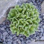 Limonium bellidifolium - Gänseblümchenblättriger Strandflieder