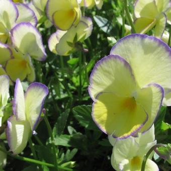Viola cornuta 'Etain'