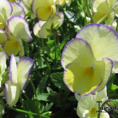Viola cornuta 'Etain' - 