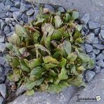 Calceolaria biflora - 