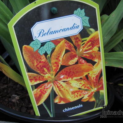 Iris domestica - Belamcanda chinensis