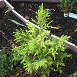 Juniperus communis 'Gold Cone' - 
